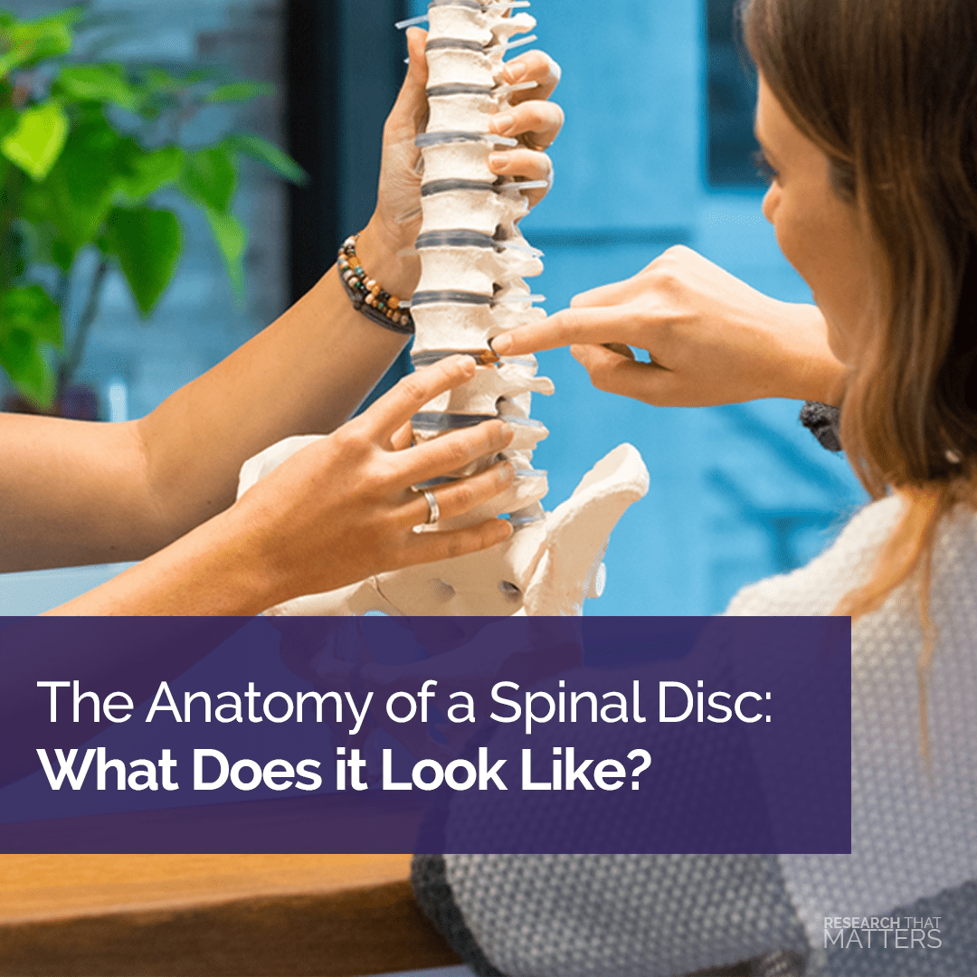 The Anatomy of a Spinal Disc: What Does it Look Like?